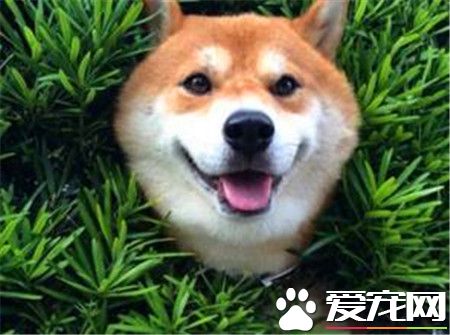 柴犬在日本的价格 价格因血统等因素相差极大