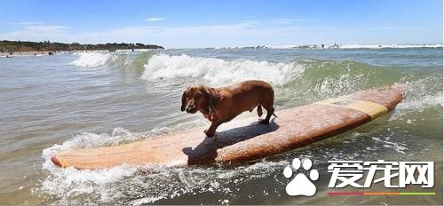 3岁小腊肠犬展现冲浪绝技受关注被赞勇敢（图）