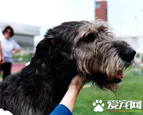 纯种寻血猎犬价格 参考价格在3000到10000元