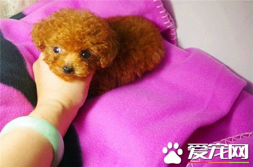 茶杯泰迪犬饲养 要特别注意其生存的温度