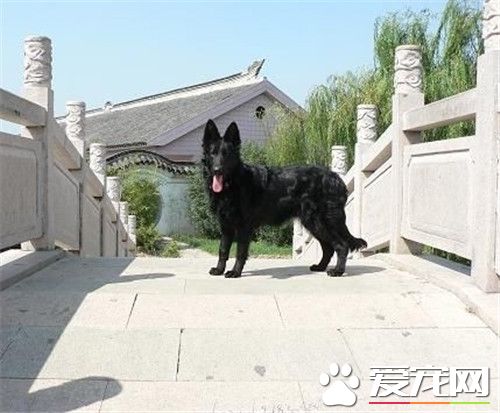 比利时坦比连犬多少钱 一般在3000到6000元之间