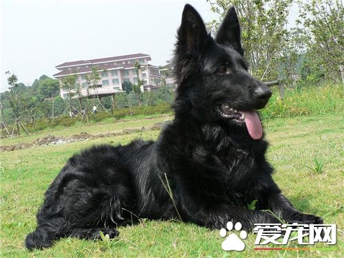 比利时牧羊犬怎么教 怎么训练比利时牧羊犬