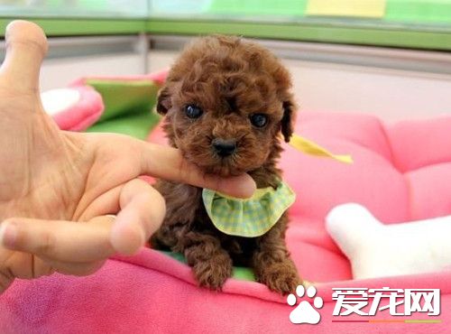 茶杯泰迪犬的饲养 饮食要控制得比一般狗严格