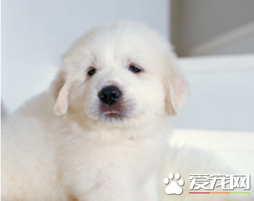 大白熊犬聪明吗 大白熊犬应该如何训练