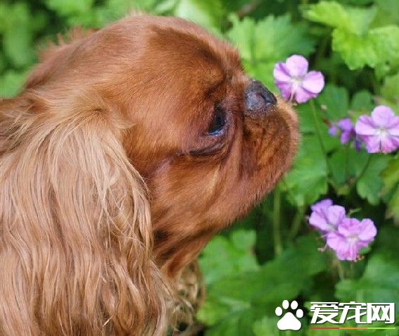 查理士王小猎犬饲养 补充些钙质是很有必要的