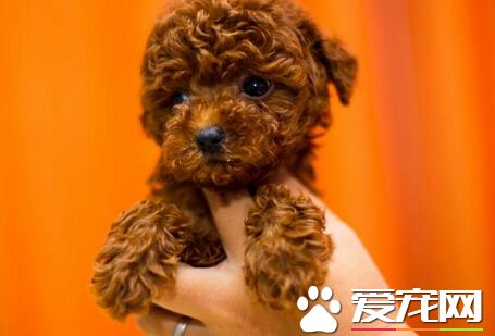 可爱泰迪惨遭路人黑手 路人真正目的竟是如此