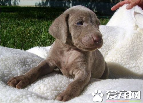 纯种魏玛犬价格 魏玛犬价格是800到3000元