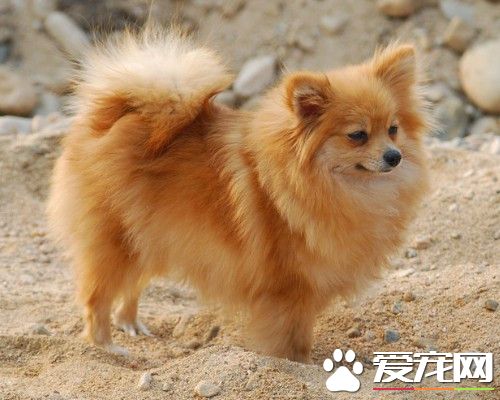 博美犬的皮肤病 博美犬的皮肤病治疗方法