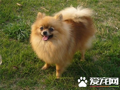 博美犬好不好养 博美犬是不好养的狗狗