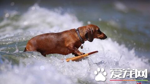 神秘狗狗展现熟练冲浪绝技 惊呆在场所有人