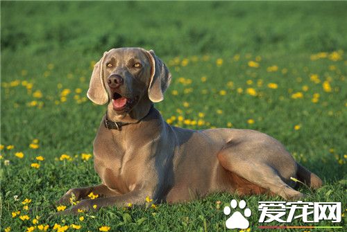 纯种魏玛犬价格 魏玛犬价格是800到3000元
