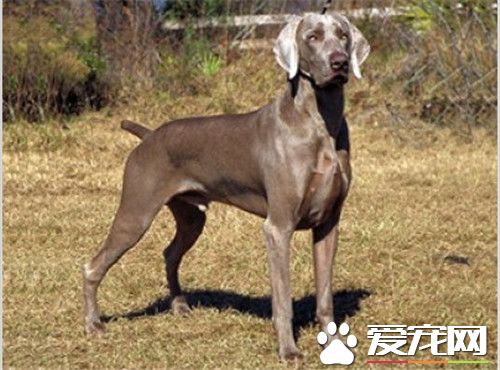 纯种魏玛犬价格 魏玛犬价格是800到3000元