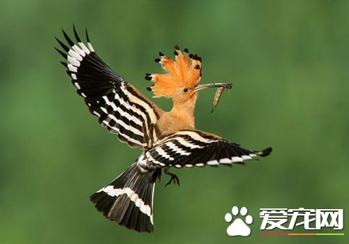 戴胜鸟多少钱一只 一般是300到500元一只