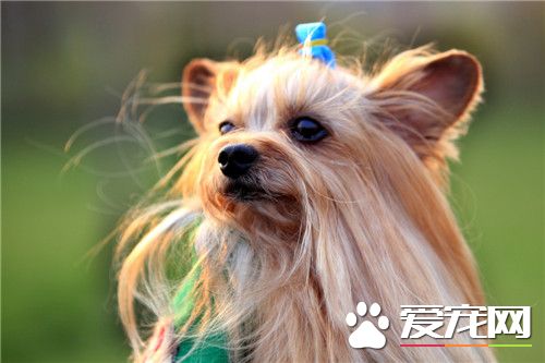 纯种约克夏的价格 纯种约克夏的价格在5000以上