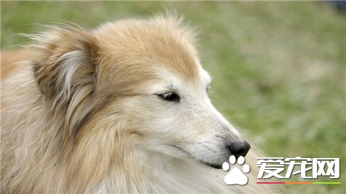 纯种银狐犬的价格 纯正血统银狐犬2000往上