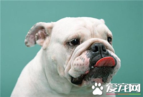 纯种英国斗牛犬多少钱 价格1800至3000元左右