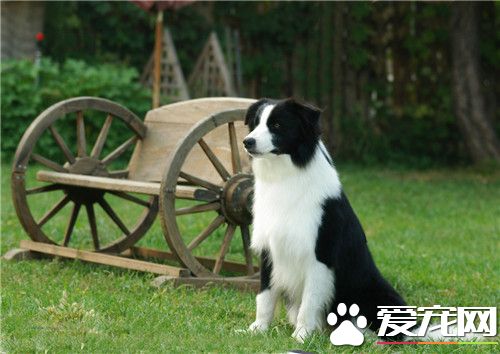 边境牧羊犬可训练性 可训练性是很大的