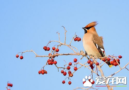 太平鸟多少钱一只 太平鸟已经被列为近危物种