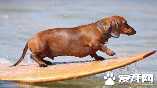 神秘狗狗展现熟练冲浪绝技 惊呆在场所有人