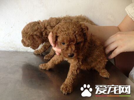 可爱泰迪惨遭路人黑手 路人真正目的竟是如此