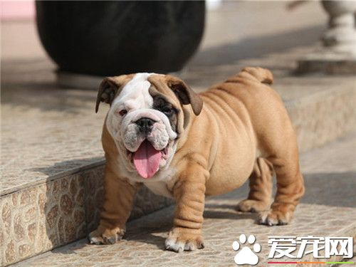 纯种英国斗牛犬多少钱 价格1800至3000元左右