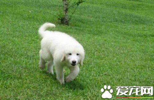 大白熊犬不吃东西 大白熊犬的喂养方法