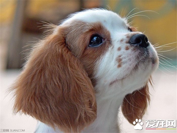 查理士王小猎犬智商 查理士王小猎犬智商较高