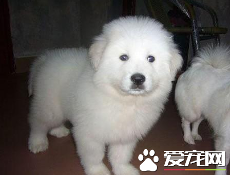 大白熊犬听不听话 训练大白熊犬听话的方法