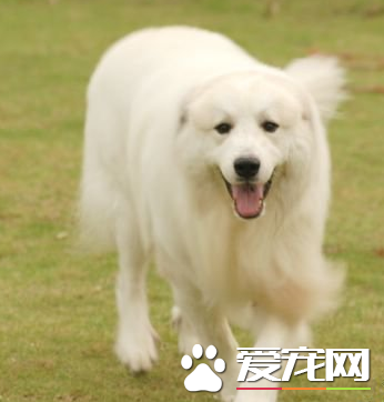 大白熊犬幼犬的价格 家养犬一般800至3000