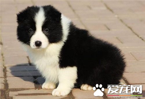 边境牧羊犬后腿无力怎么办 缺钙比较典型表现