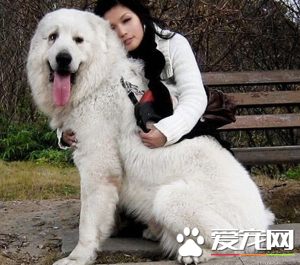 大白熊犬如何训练 惩罚是制止犬的不良行为的有效手段