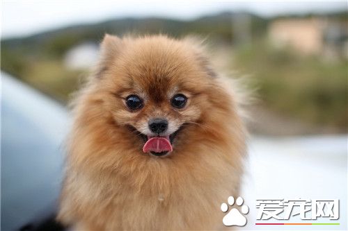 博美犬的挑选 看博美犬头部进行挑选方法