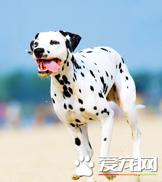 大麦町犬的价格 价格大概在800到3000元不等