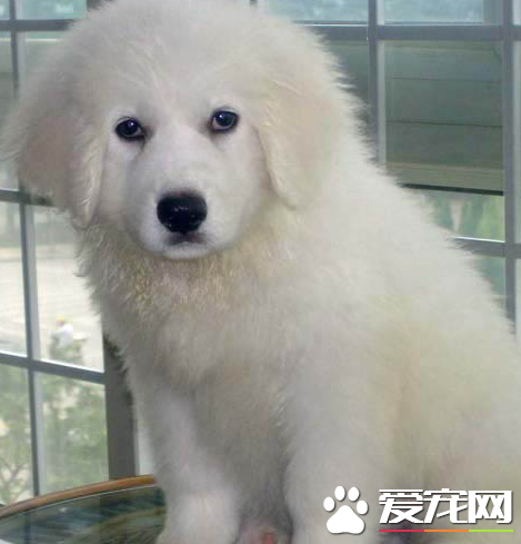 大白熊犬寿命最长 平均寿命一般在12到15岁左右