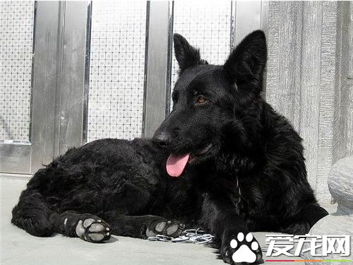 比利时寻血猎犬价格 价格一般在1000到3000左右