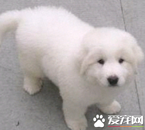 大白熊犬凶么 大白熊犬性格还是比较情温和的