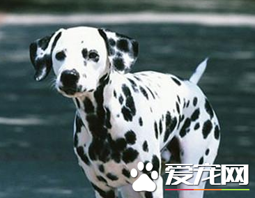 大麦町犬的价格 价格大概在800到3000元不等