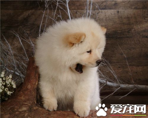 纯种松狮犬多少钱 价格多在5000到8000元左右