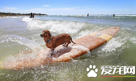 神秘狗狗展现熟练冲浪绝技 惊呆在场所有人