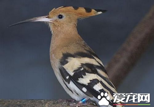 戴胜鸟多少钱一只 一般是300到500元一只