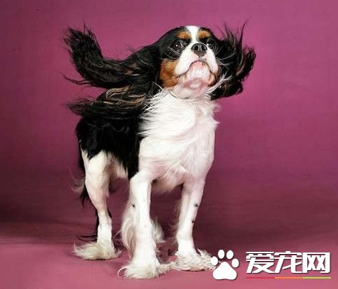 查理士王小猎犬的挑选 小猎犬的性格特点