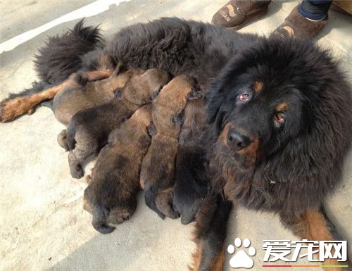 纯种小藏獒价格 影响藏獒价格的因素