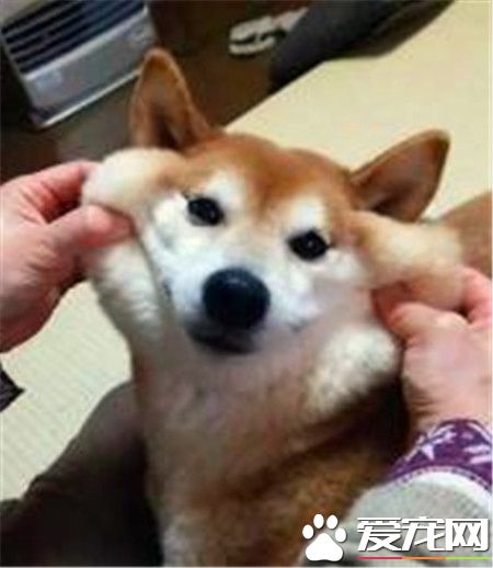 柴犬价格优缺点 关于柴犬的性格介绍