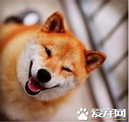 柴犬和秋田犬的价格 柴犬和秋田犬价格有何不同