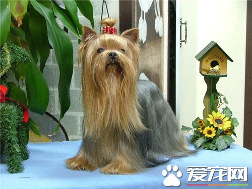 纯种约克夏的价格 纯种约克夏的价格在5000以上