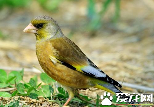 金翅雀的挑选 重点在它的头型和背上的盖翎