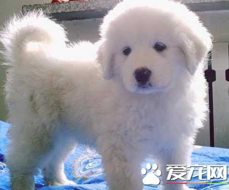 大白熊犬幼犬的价格 家养犬一般800至3000
