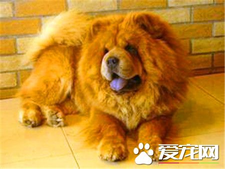 成年松狮犬价格 普通的松狮犬价格在1500元
