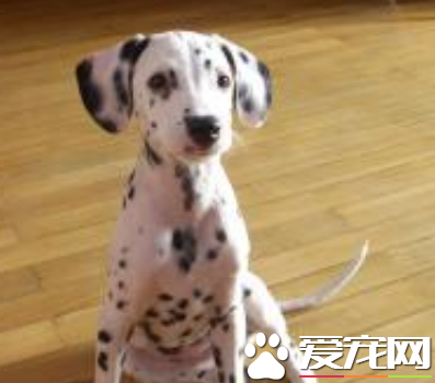 大麦町犬厉害吗 被公认为最优雅的品种之一