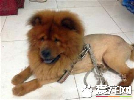 成年松狮犬价格 普通的松狮犬价格在1500元